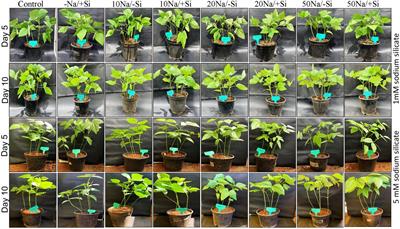 Silicon Supplementation Modulates Physiochemical Characteristics to Balance and Ameliorate Salinity Stress in Mung Bean